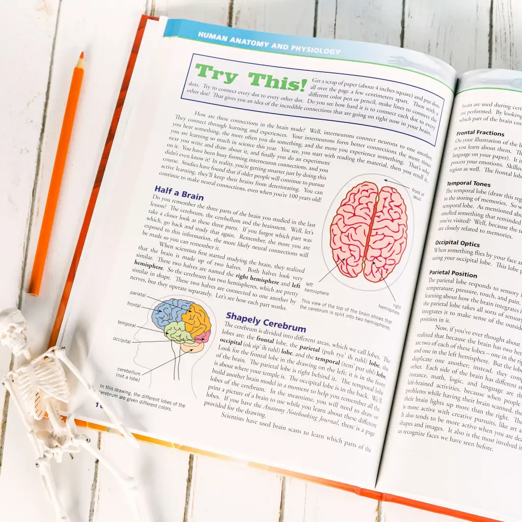 Anatomy-Physiology-Textbook-Lesson-10.webp